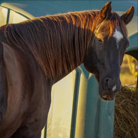 Majesty a black horse face