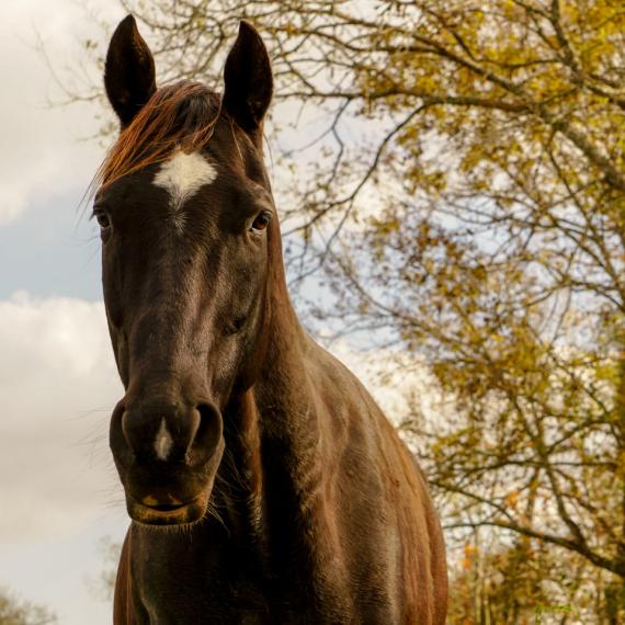 Majesty a black horse face