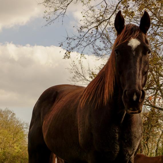Majesty a black horse face
