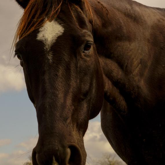 Majesty a black horse face