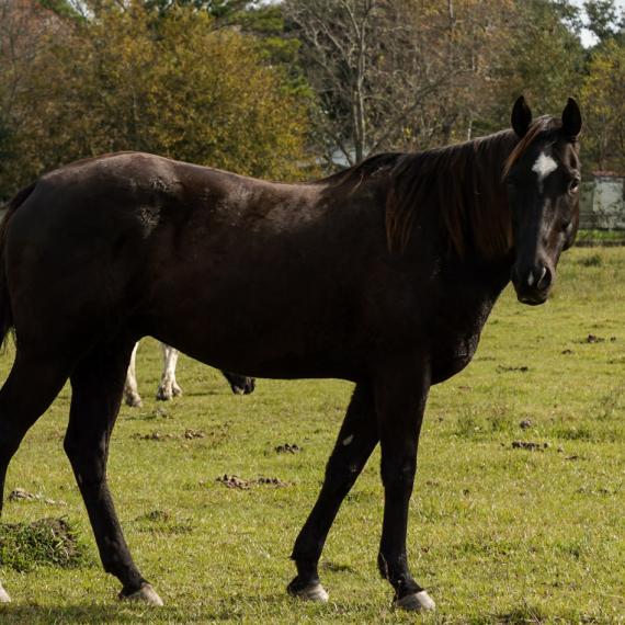 Majesty a black horse side