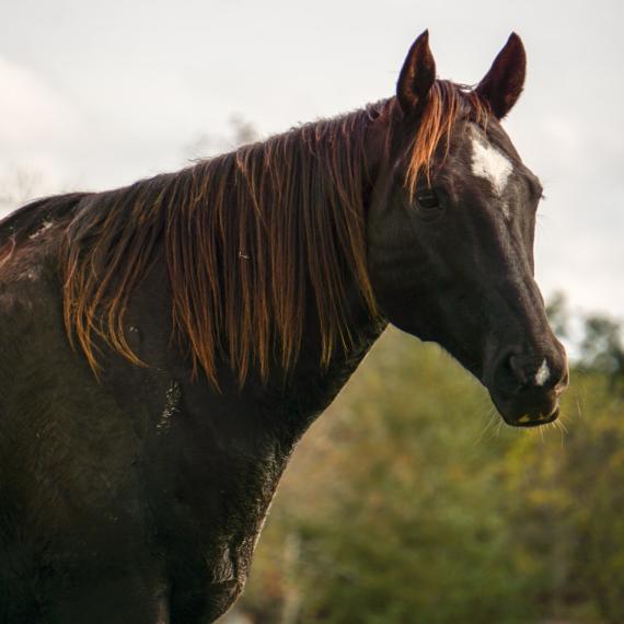 Majesty a black horse face