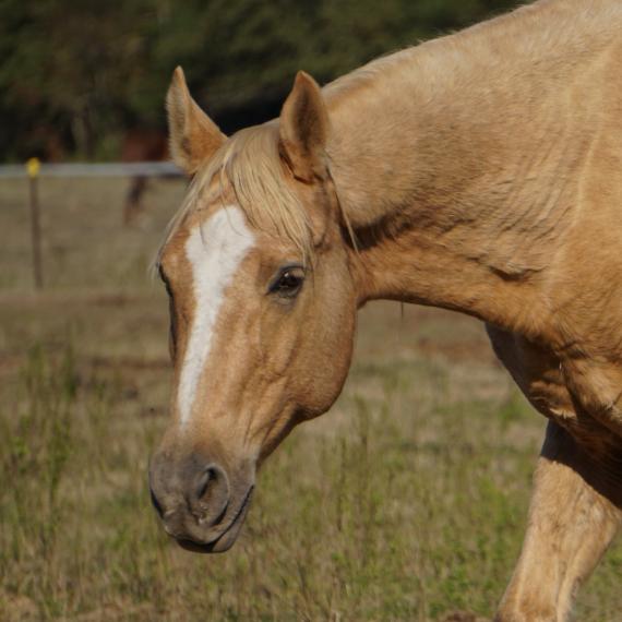 Navarro, a palomino horse