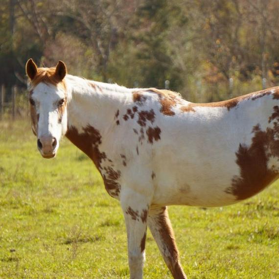 Shelby, a spotted  brown and white horse left side