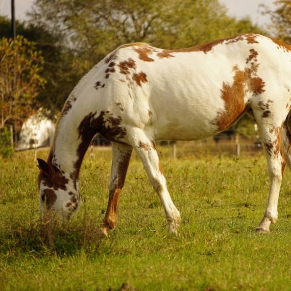 Shelby, a spotted brown and white horse eating grass