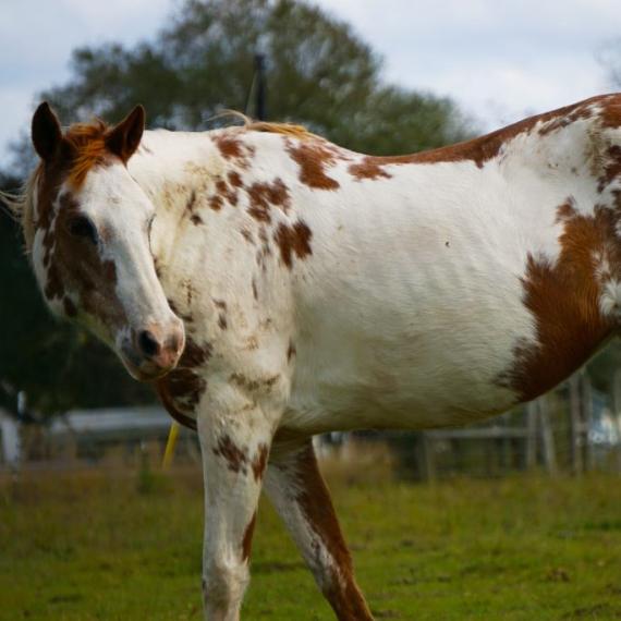 Shelby, a spotted  brown and white horse left side