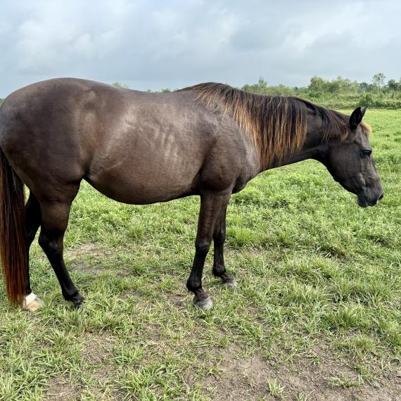 Rhonda in pasture, right side view