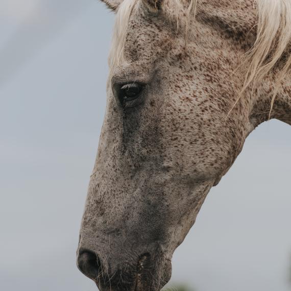 Beckett, grey horse image 2