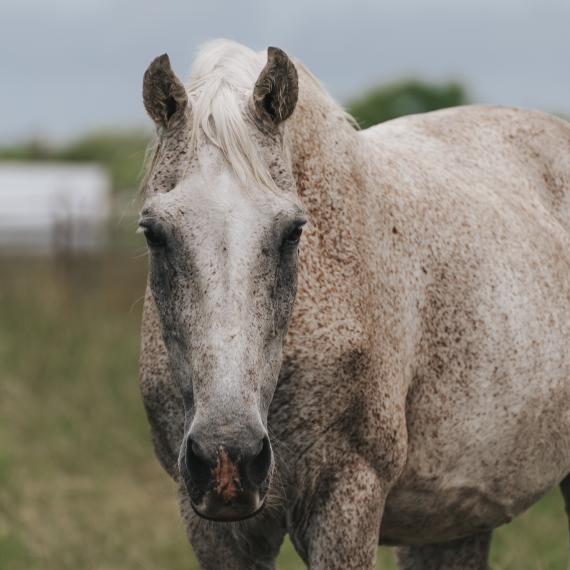 Beckett, grey horse Image 3