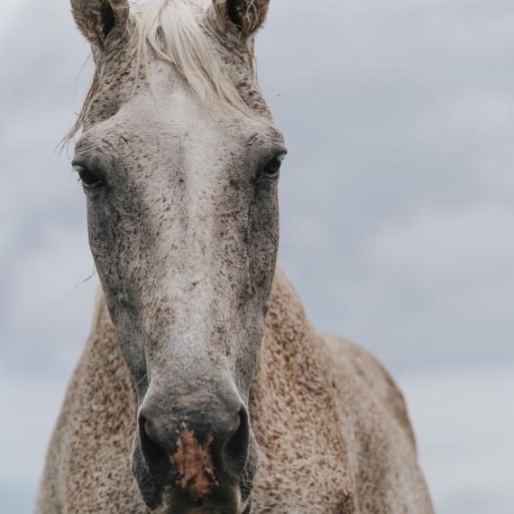 Beckett, grey horse Image 4