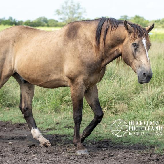 Duncan, Buckskin Horse Image 2