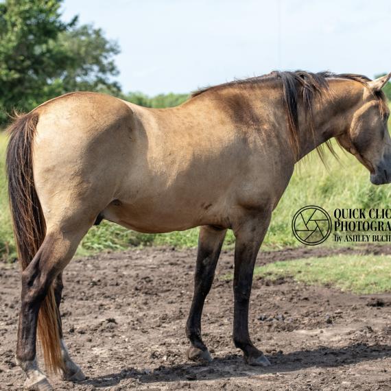 Duncan, Buckskin Horse Image 3