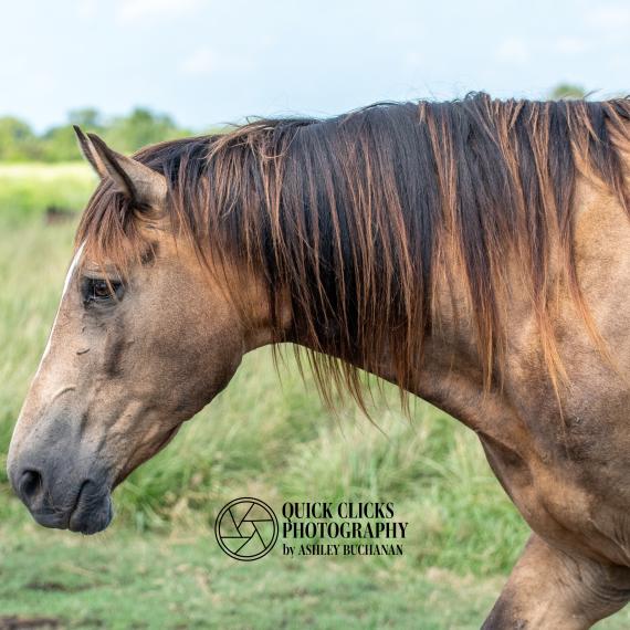 Duncan, Buckskin Horse Image 4
