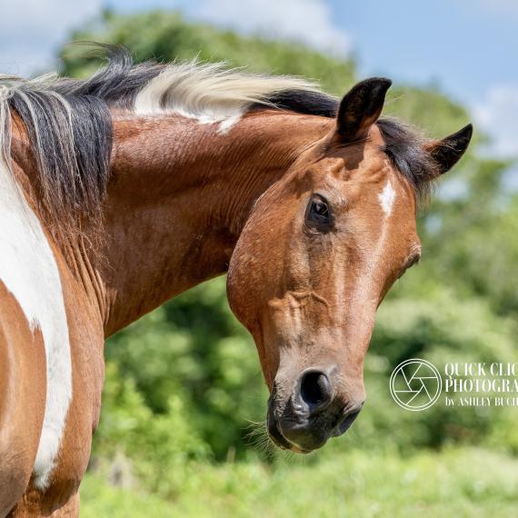 Pinto Colorado, Brown and White Horse Image 3