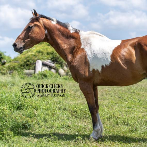 Pinto Colorado, Brown and White Horse image 4
