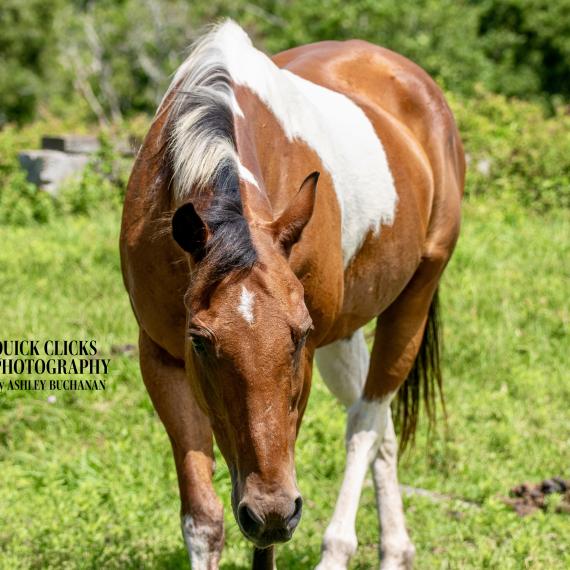 Pinto Colorado, Brown and White Horse Image 5
