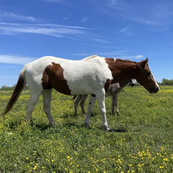Poppy, Paint Horse group Image 5