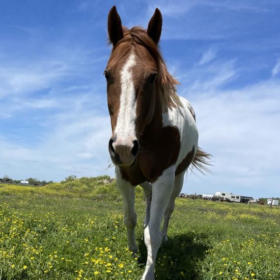 Poppy, Paint Horse Group Image 6