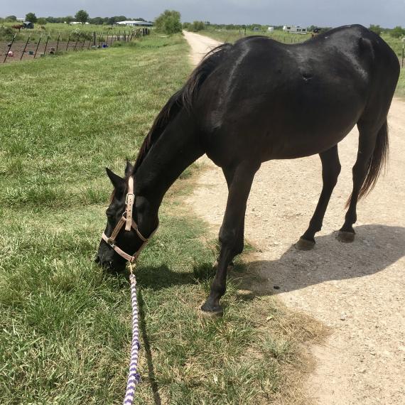 Vixen, a black horse