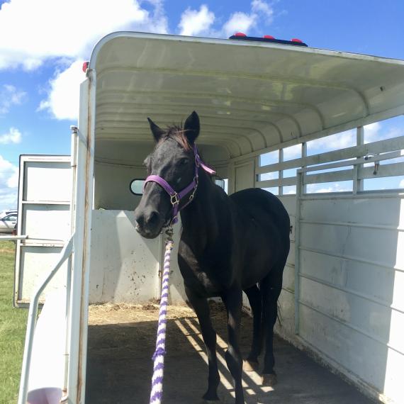Vixen, a black horse