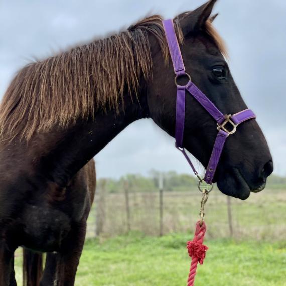 Vixen, a black horse