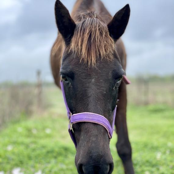 Vixen, a black horse