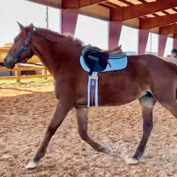 Belle, running n Arena