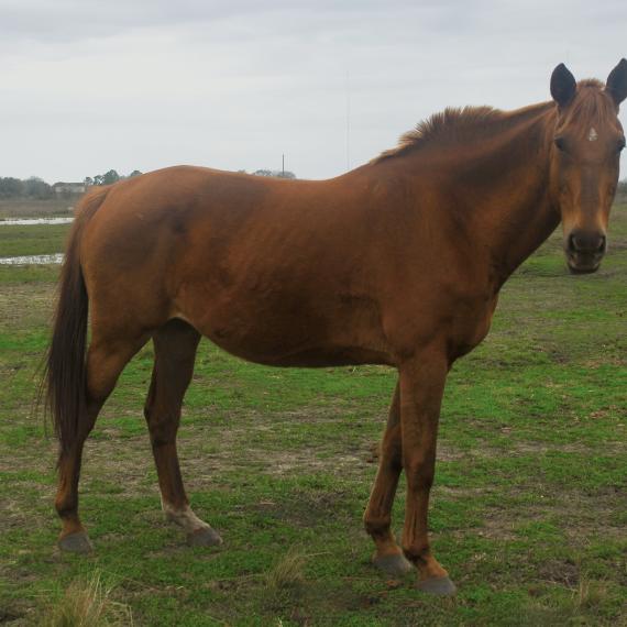 Belle, in pasture