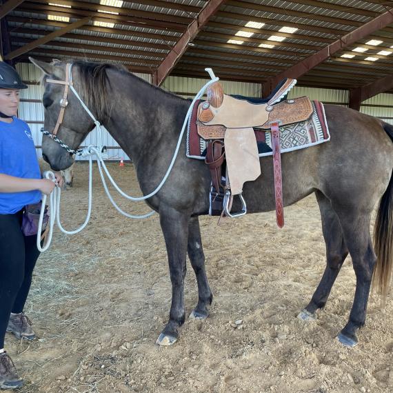 Kahawa, Saddled up in arena