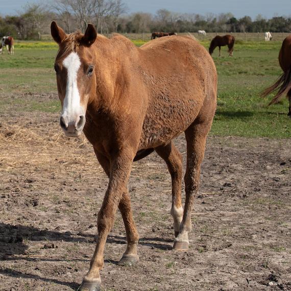 A brown horse named Blossom