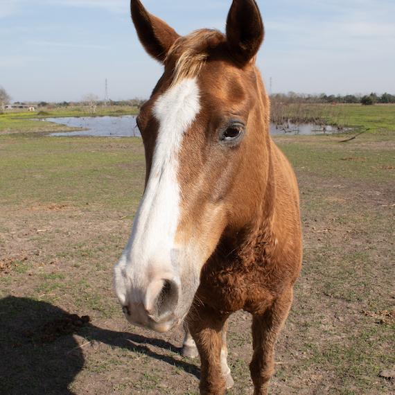A brown horse named Blossom