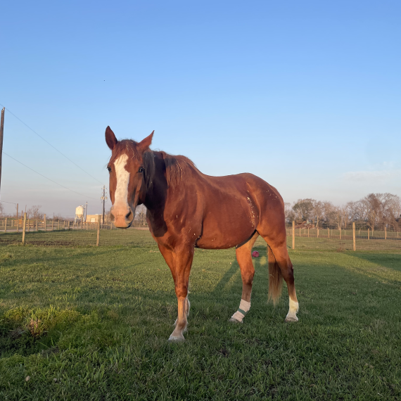 Dakota on the ranch