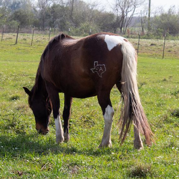 A black horse named Delaney