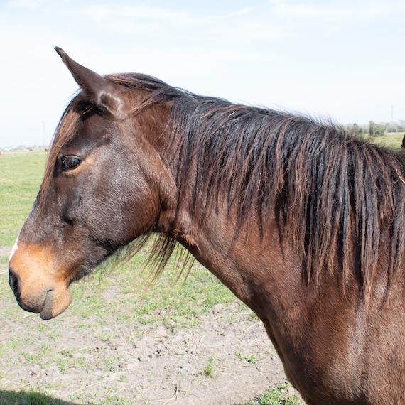 A black horse named Delaney