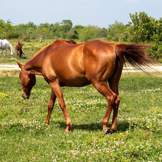 Quarter Horse named Andrea