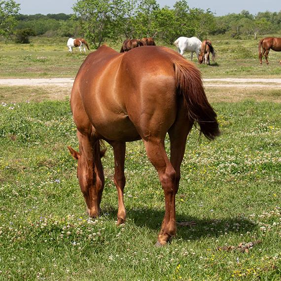Quarter Horse named Andrea