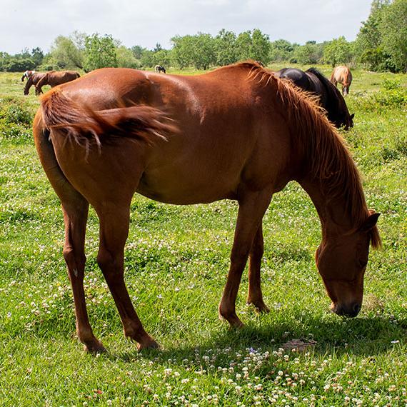 Quarter Horse named Andrea