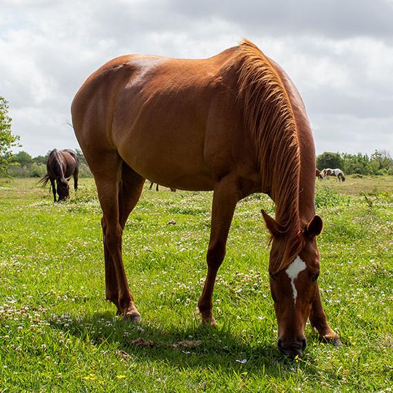 Quarter Horse named Andrea