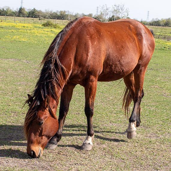 Mare named Beyonce