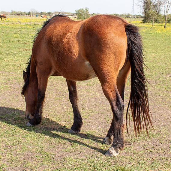 Mare named Beyonce
