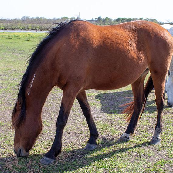Mare named Beyonce