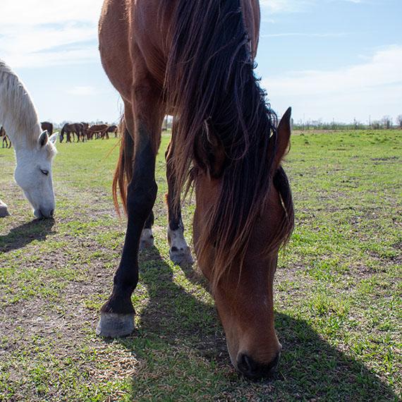 Mare named Beyonce