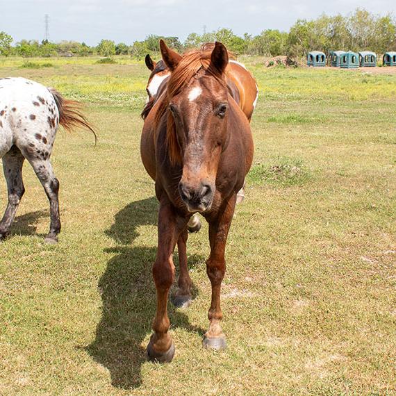 Sorrel Quarter Horse named Bill