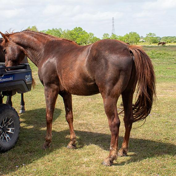Sorrel Quarter Horse named Bill