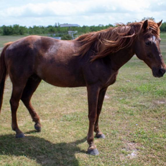 Sorrel Quarter Horse named Bill