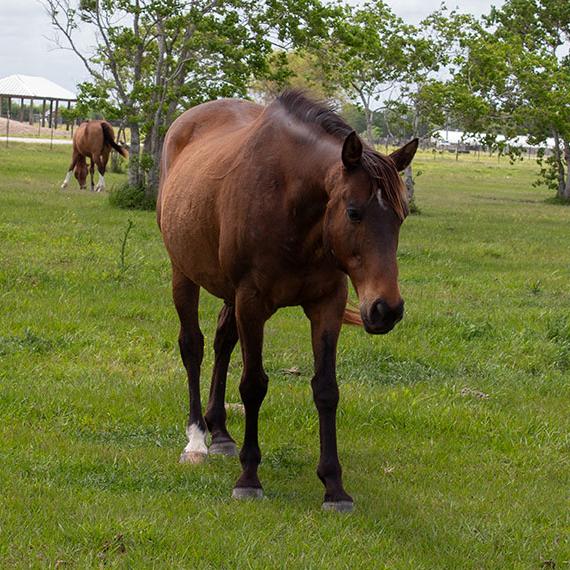 Blackhawk, a black horse