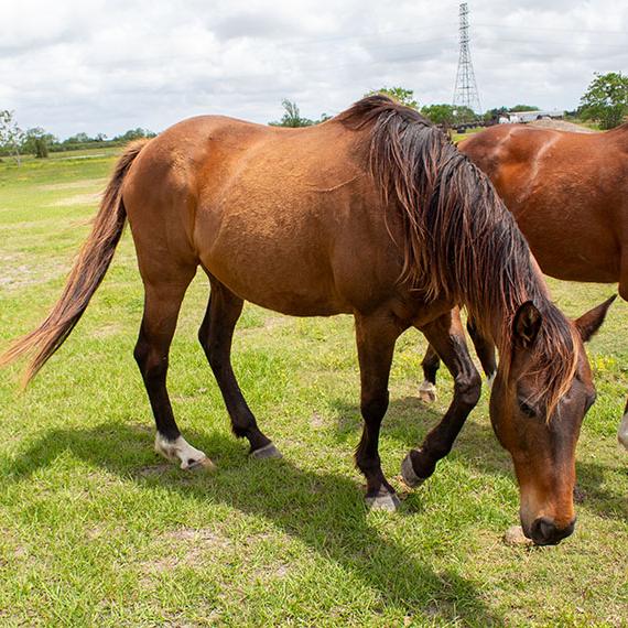 Blackhawk, a black horse