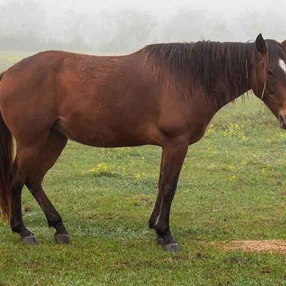 Beautiful quarter horse named Bobbi