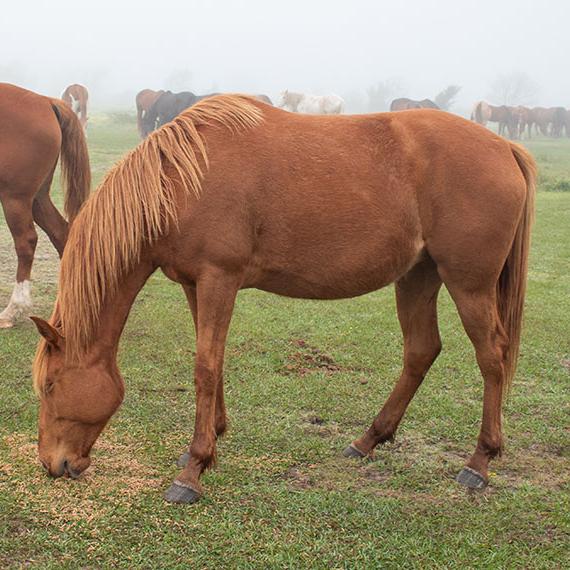 Horse named Bonnie