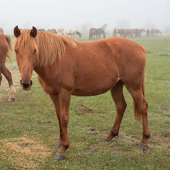 Horse named Bonnie
